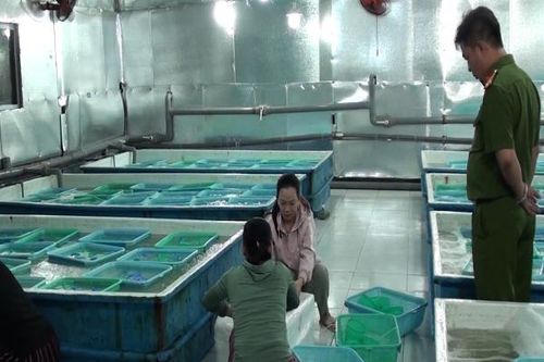 Công an tỉnh Khánh Hòa Xử phạt 90 triệu đồng 1 hộ kinh doanh tôm giống không rõ nguồn gốc ở Cam Ranh