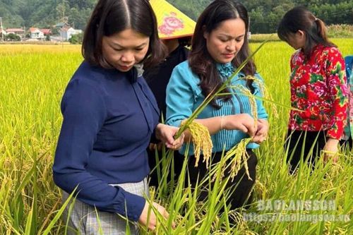 Bình Gia: Tổng kết mô hình sản xuất lúa thuần chất lượng cao J02