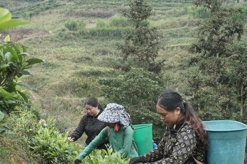 Mường Khương hỗ trợ phụ nữ phát triển kinh tế