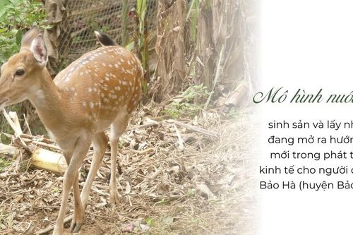Phát triển kinh tế từ nuôi hươu