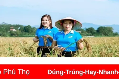 Dẻo thơm lúa nếp Khoái Đen
