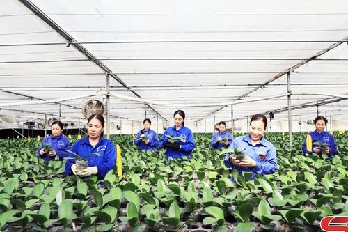 Đông Sang đưa nghị quyết của Đảng vào cuộc sống