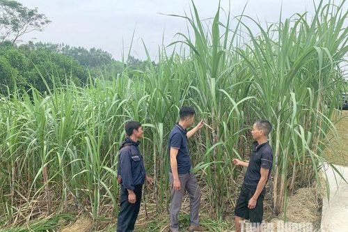 Sẵn sàng cho vụ ép mía mới