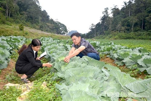 Trồng rau ở Khâu Tinh