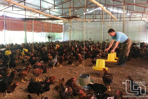 116 cơ sở chăn nuôi được cấp chứng nhận VietGAP