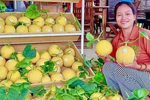 Phát triển kinh tế tập thể gắn với liên kết sản xuất, chế biến và tiêu thụ sản phẩm