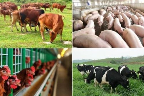 Đảm bảo cung ứng thực phẩm cuối năm 2023