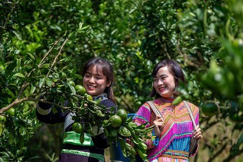 Để kinh tế tập thể, HTX thực sự là 'bà đỡ mát tay' trong giảm nghèo vùng khó