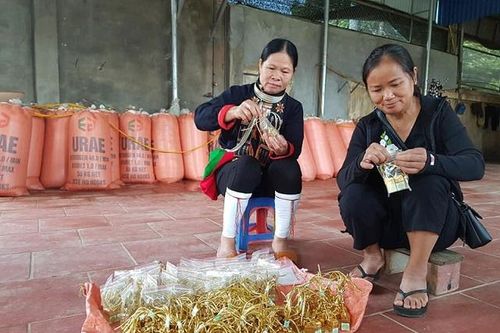 Tăng thu nhập cho thành viên HTX từ đa dạng hóa ngành nghề