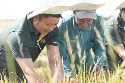 Ngành lúa gạo Việt Nam thêm 'trĩu hạt' nhờ gói tín dụng 90 triệu USD từ Hà Lan