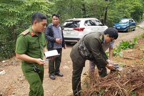 Điều tra vụ hàng loạt cây thông ở Huế bị đốn hạ trơ gốc