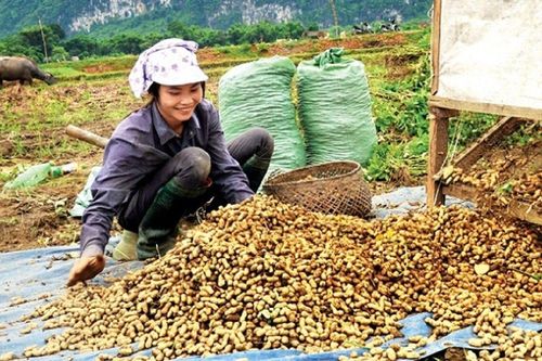 'Bệ phóng' cho thương hiệu nông sản