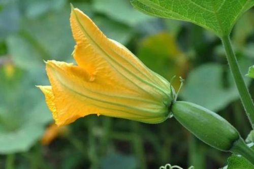 Dây và cuống bí ngô cũng là thuốc chữa bệnh