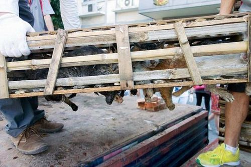 Treo đầu cừu… bán thịt mèo
