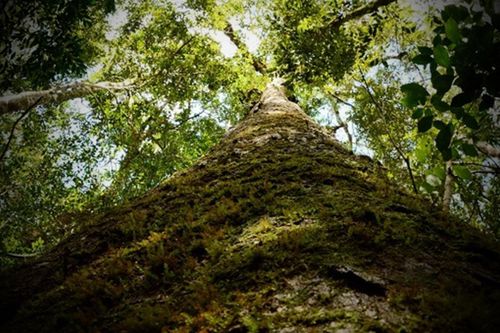 Cây quý hiếm trong Sách đỏ, chỉ có duy nhất ở Việt Nam, sống cùng thời với khủng long
