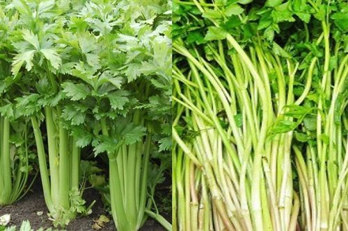 Những chú ý khi dùng cần tây để giúp giảm cân