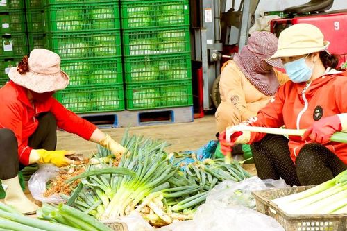 Mở rộng chuỗi thực phẩm an toàn