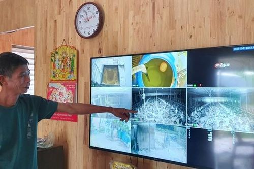 Nuôi gà tự động hóa, nông dân rủng rỉnh vài trăm triệu/lứa