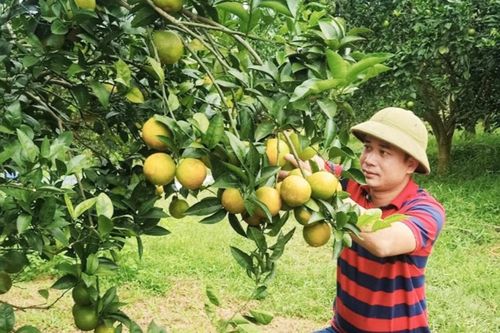 Nhiều hộ ở huyện Cao Phong thoát nghèo nhờ trồng cam