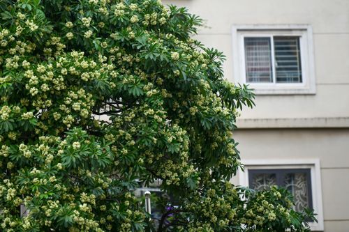 Hà Nội nồng nàn hương hoa sữa