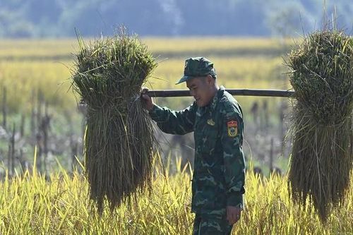 Cán bộ, chiến sĩ Đồn Biên phòng Cửa khẩu Hoành Mô xuống đồng giúp người dân gặt lúa