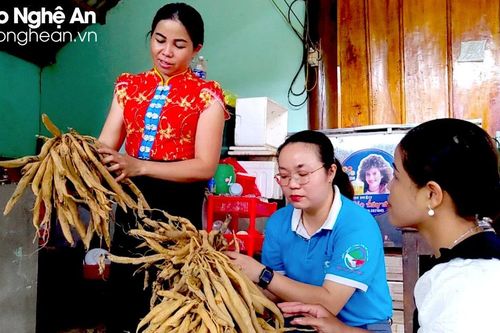 Gỡ vướng, khai phá tiềm năng kinh tế từ dược liệu vùng Tây Nam Nghệ An