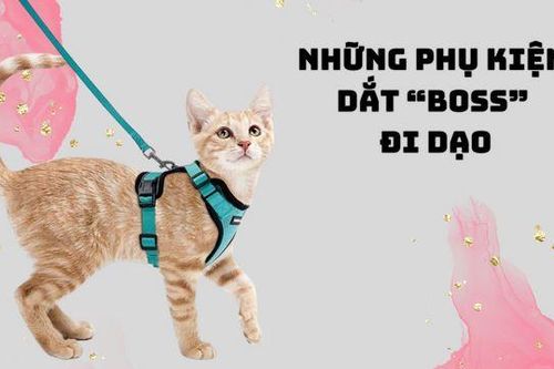 6 món đồ có thể giúp bạn dắt 'boss' đi chơi vừa an toàn mà cũng rất thời trang