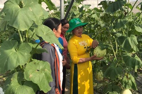 Tập huấn hỗ trợ Ứng dụng khoa học công nghệ, nâng cao quyền năng kinh tế cho phụ nữ dân tộc thiểu số