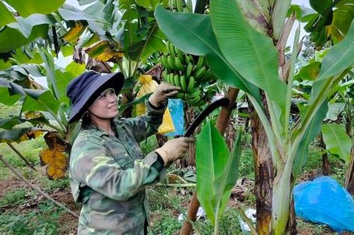 Người phụ nữ dân tộc Pa Cô thoát nghèo: Từng cầm 50 triệu tiền vay mà không biết phải làm gì