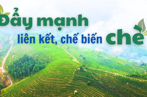 Đẩy mạnh liên kết, chế biến chè