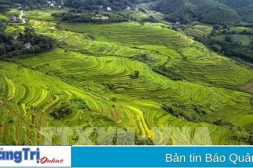 Ruộng bậc thang miền đồi