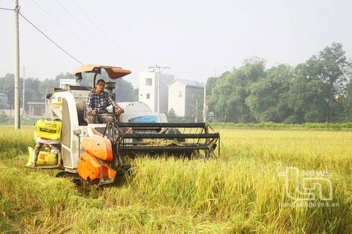 Niềm vui lúa được mùa, được giá