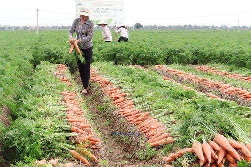 Hải Dương: Hơn 4 thập kỷ cà rốt gắn bó với nông dân huyện Cẩm Giàng