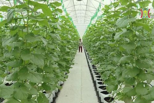 Nông nghiệp hữu cơ - cơ hội cho Việt Nam và EU | Thủ đô và thế giới | 04/11/2023