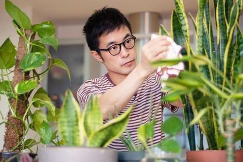 5 loại cây cảnh hấp thụ formaldehyde, giúp ngủ ngon