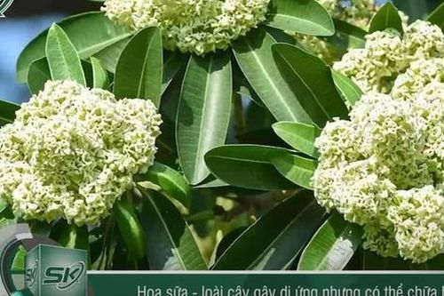 Hoa sữa - Loài cây gây dị ứng nhưng có thể chữa bệnh