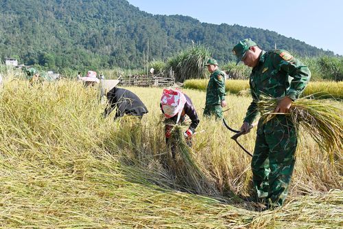 Sắc xanh Bộ đội Biên phòng trên cánh đồng lúa vàng Bình Liêu