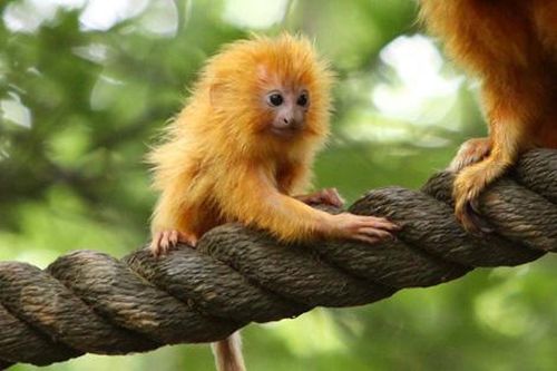 Những loài động vật hiếm nhất thế giới đã được bảo tồn thành công