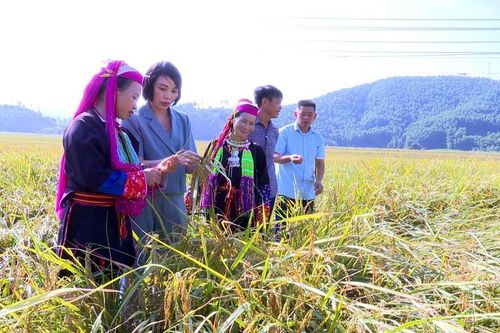 Chăm lo đời sống đồng bào các dân tộc thiểu số ở Ba Chẽ