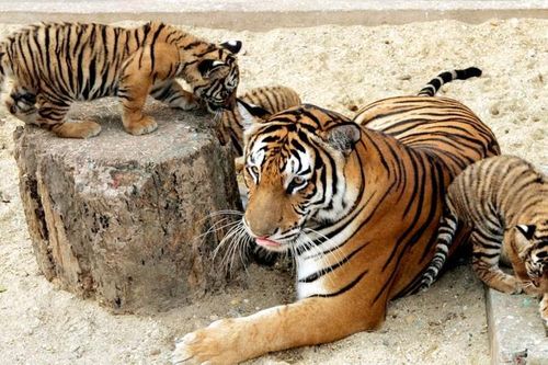 Loài hổ quý hiếm nhất thế giới ở Việt Nam: Có tên trong Sách Đỏ!