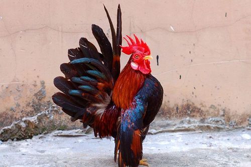 Loài gà dáng đẹp như 'siêu mẫu', nhà giàu Việt thi nhau săn lùng