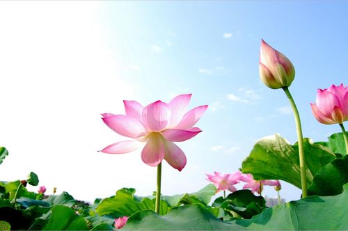 Thư gửi đầm sen