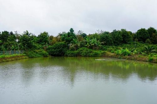 Đắk Lắk: Đã bàn giao 70/260 ao chống chịu biến đổi khí hậu hỗ trợ nông dân ứng phó mùa khô