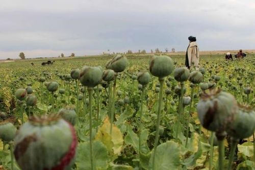 Nguồn cung thuốc phiện của Afghanistan giảm 95% sau lệnh cấm của Taliban