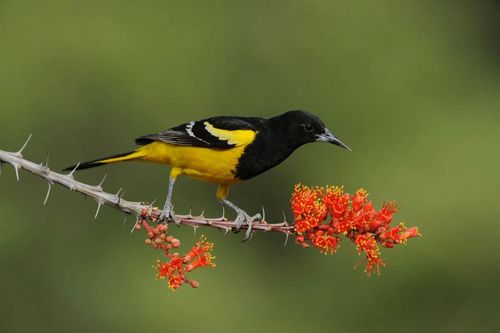 Hiệp hội Điểu học Mỹ thay tên một số loài chim gây tranh cãi