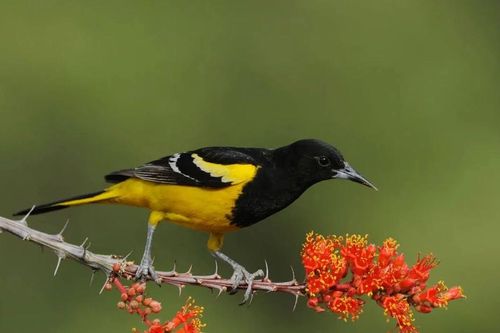 Hiệp hội Điểu học Mỹ thay tên một số loài chim gây tranh cãi