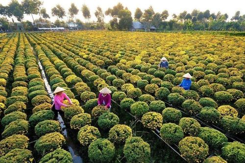 Nông dân miền Tây tất bật sản xuất vụ hoa Tết