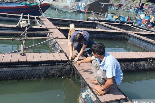 Nhiều hộ nuôi cá ở Cát Bà ngắc ngoải với 'cục nợ' lồng bè HDPE