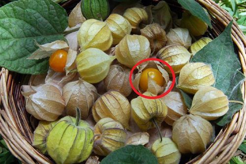 Loại quả ở Việt Nam chỉ là quả dại, lên kệ siêu thị nước ngoài giá 700.000 đồng/kg đôi khi không có mà mua