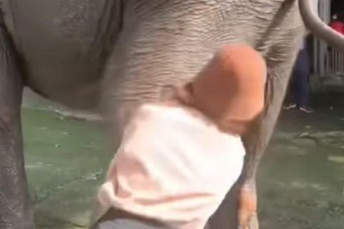 Đắk Lắk: Tự ý chạm vào vòi voi, du khách bị voi quật ngã